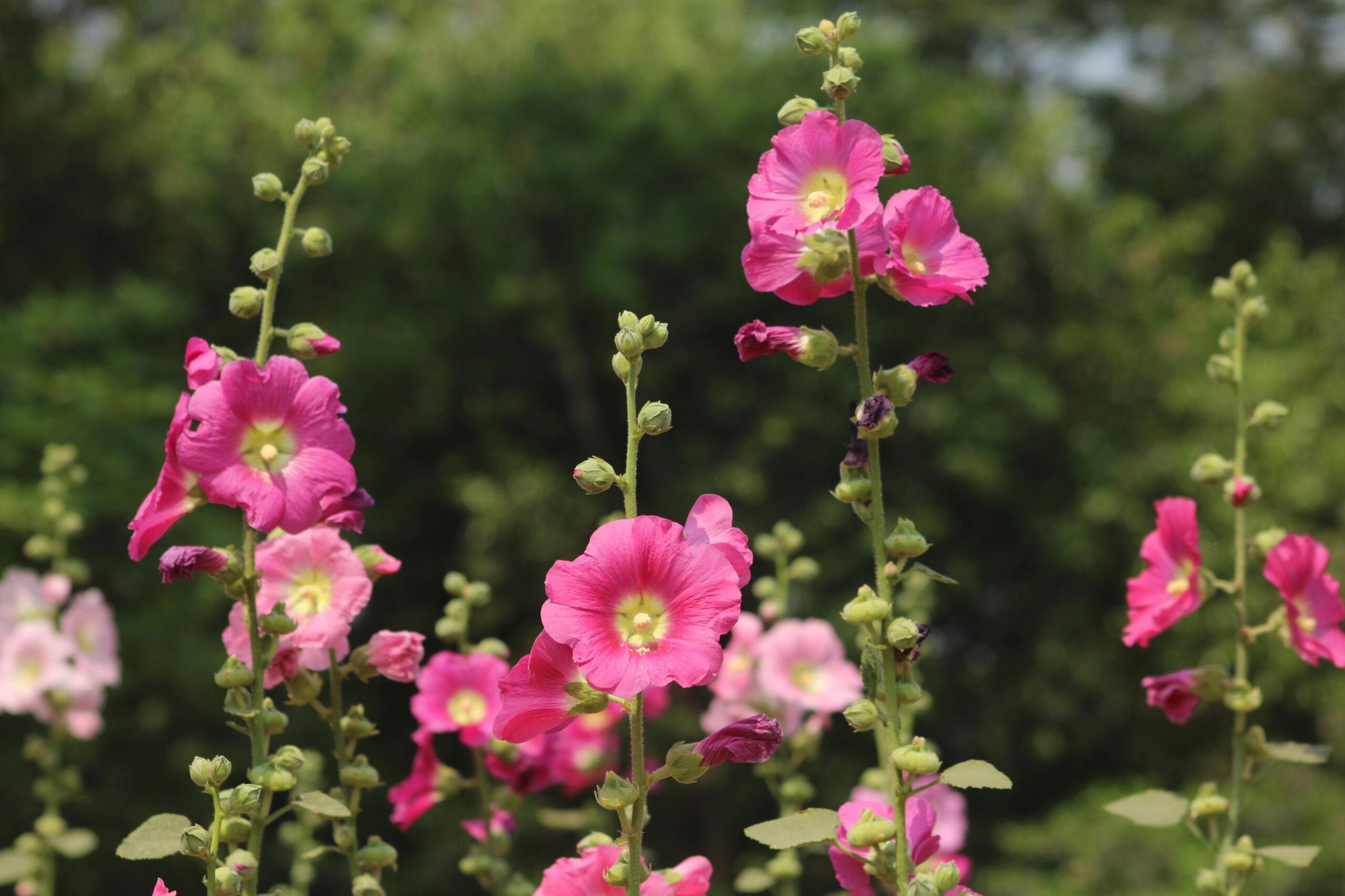 Wysokie kwiaty do ogrodu – jakie gatunki i odmiany wybrać? 