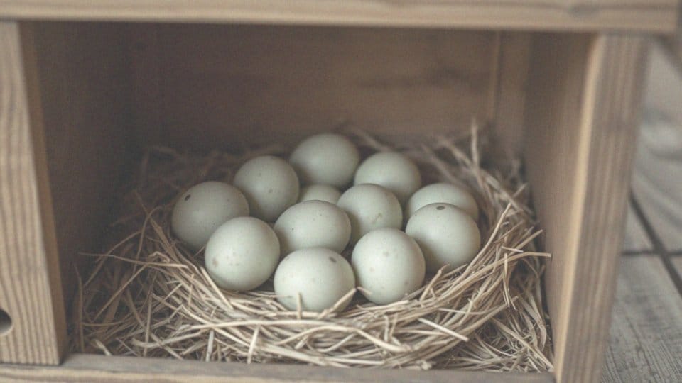 Wylęg kaczek domowych – jak przeprowadzić skuteczną inkubację?